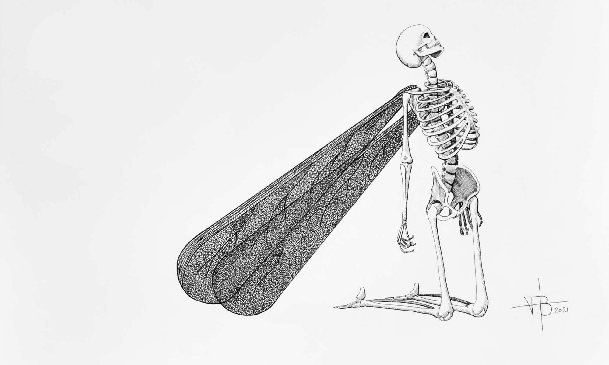 Ink drawing of a human skeleton with delicate insect wings, kneeling and looking upward. Minimalist surrealist style.