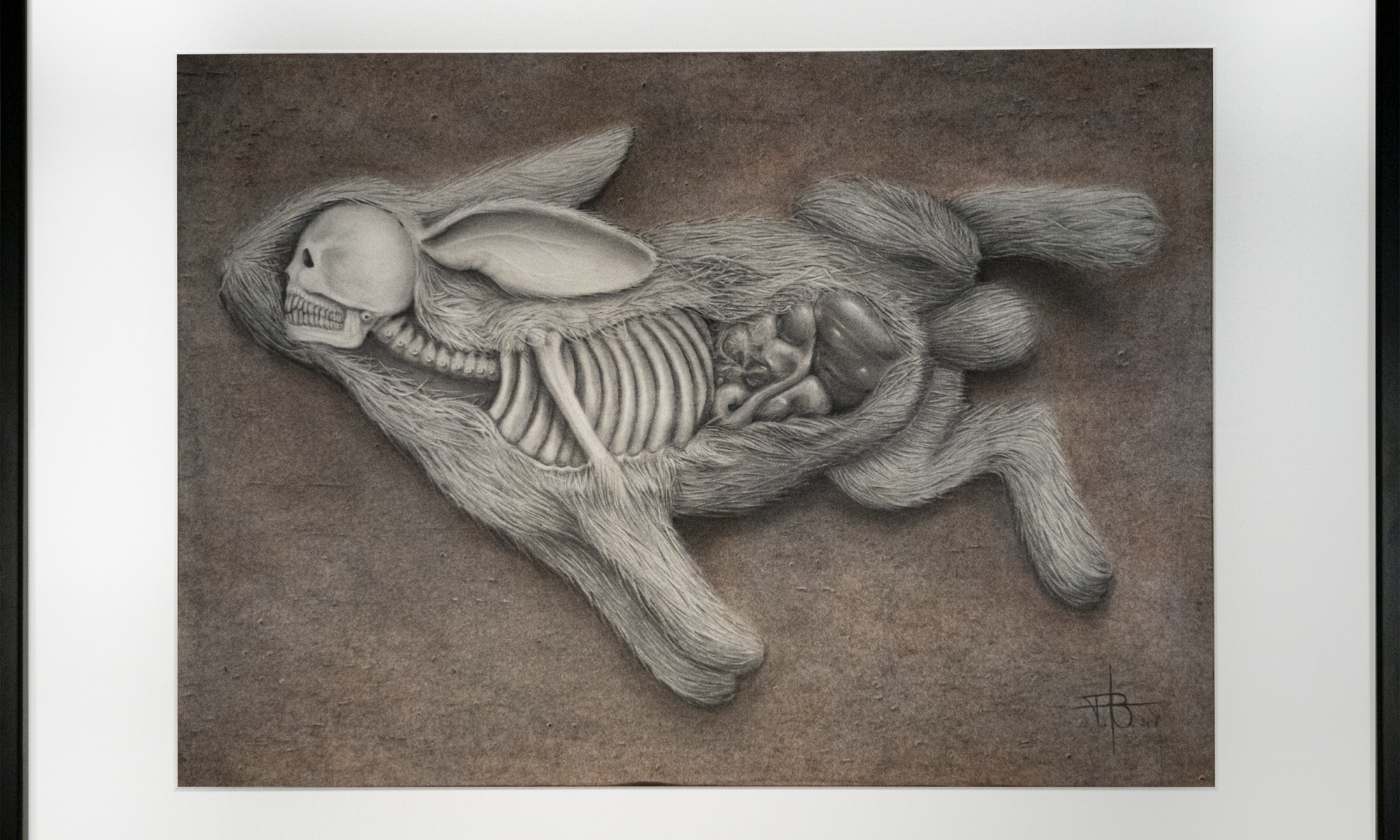 Pencil drawing of a surreal anatomical rabbit revealing its skeletal structure and organs on a textured brown background.