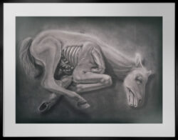 A grayscale drawing of a horse showing exposed ribs and internal anatomy, presented in a minimal style.