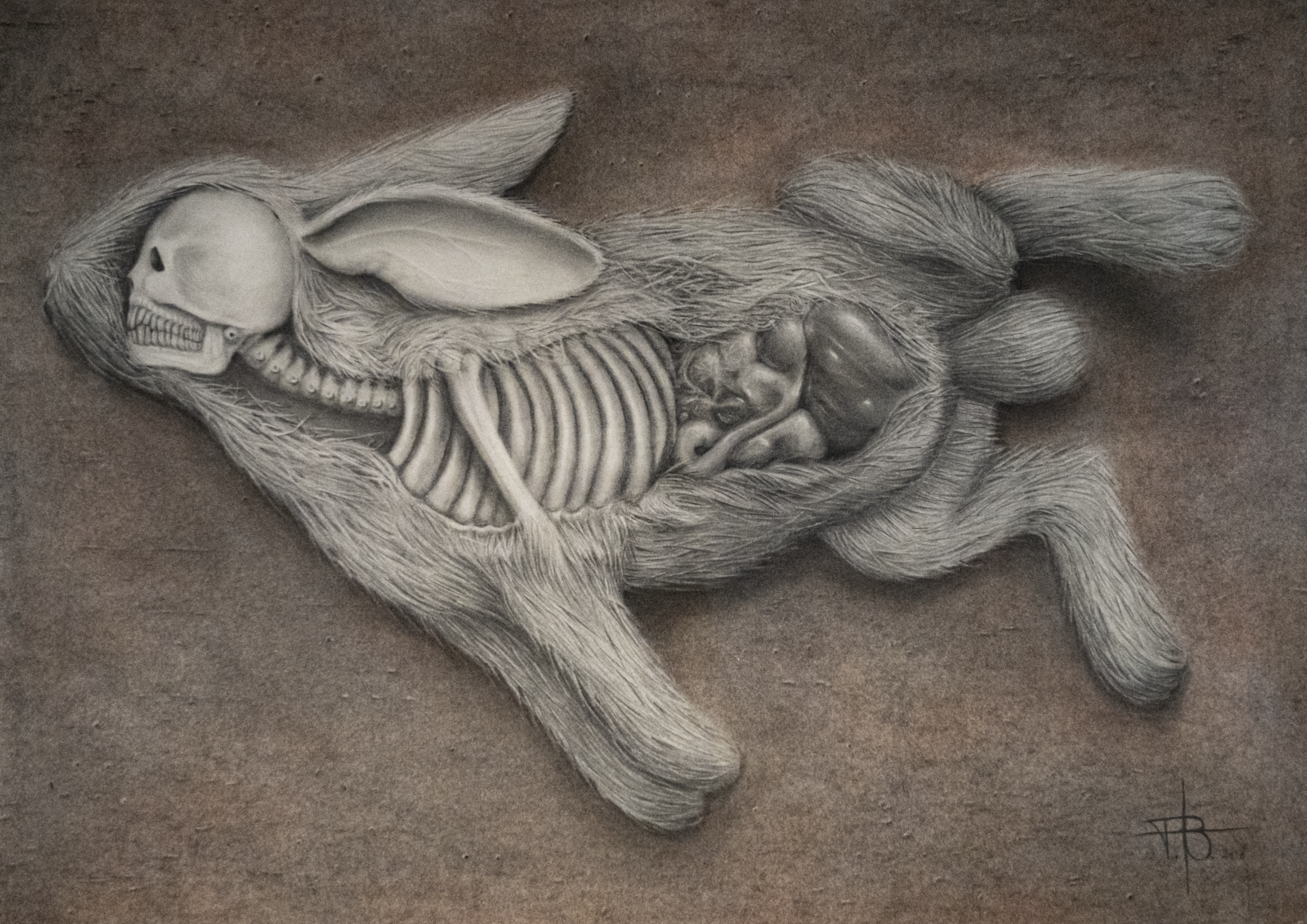 A detailed graphite drawing showing an anatomical cross-section of a rabbit, revealing skull, ribs, and viscera.