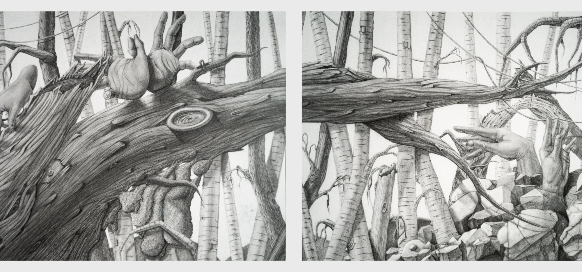 A graphite drawing diptych featuring hyper-detailed human hands interacting with a fallen tree trunk in a birch forest.