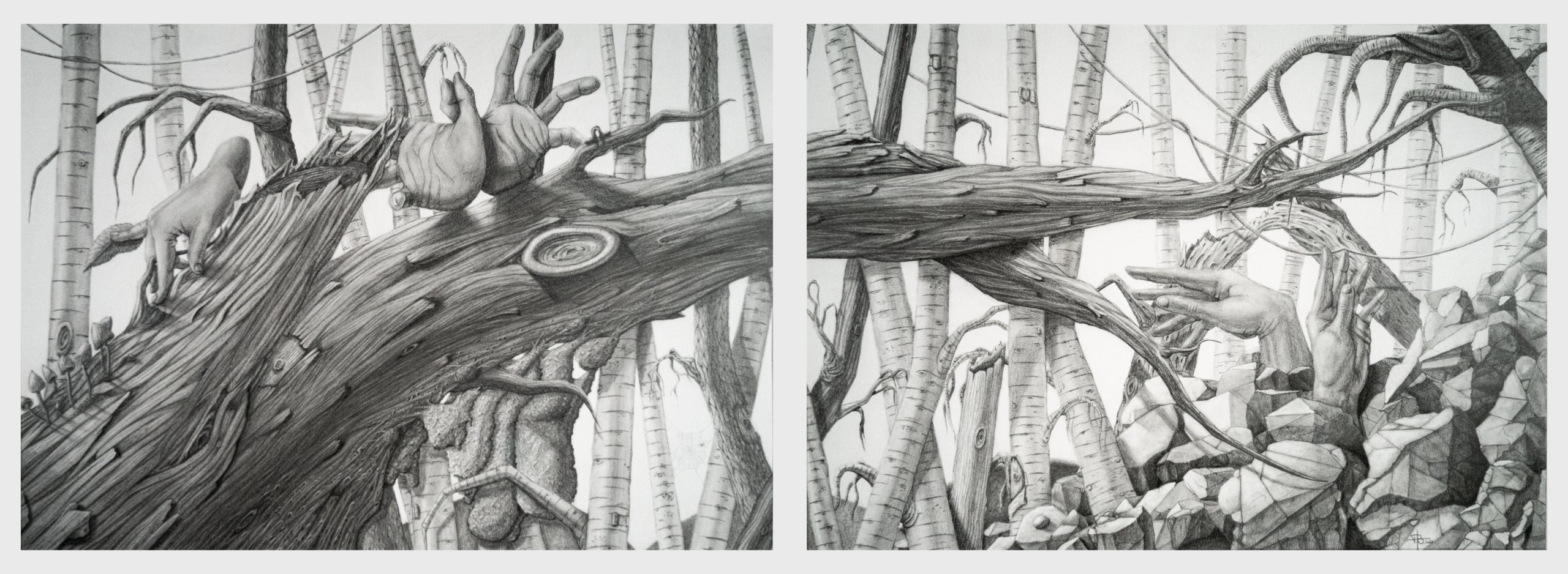 A graphite drawing diptych featuring hyper-detailed human hands interacting with a fallen tree trunk in a birch forest.
