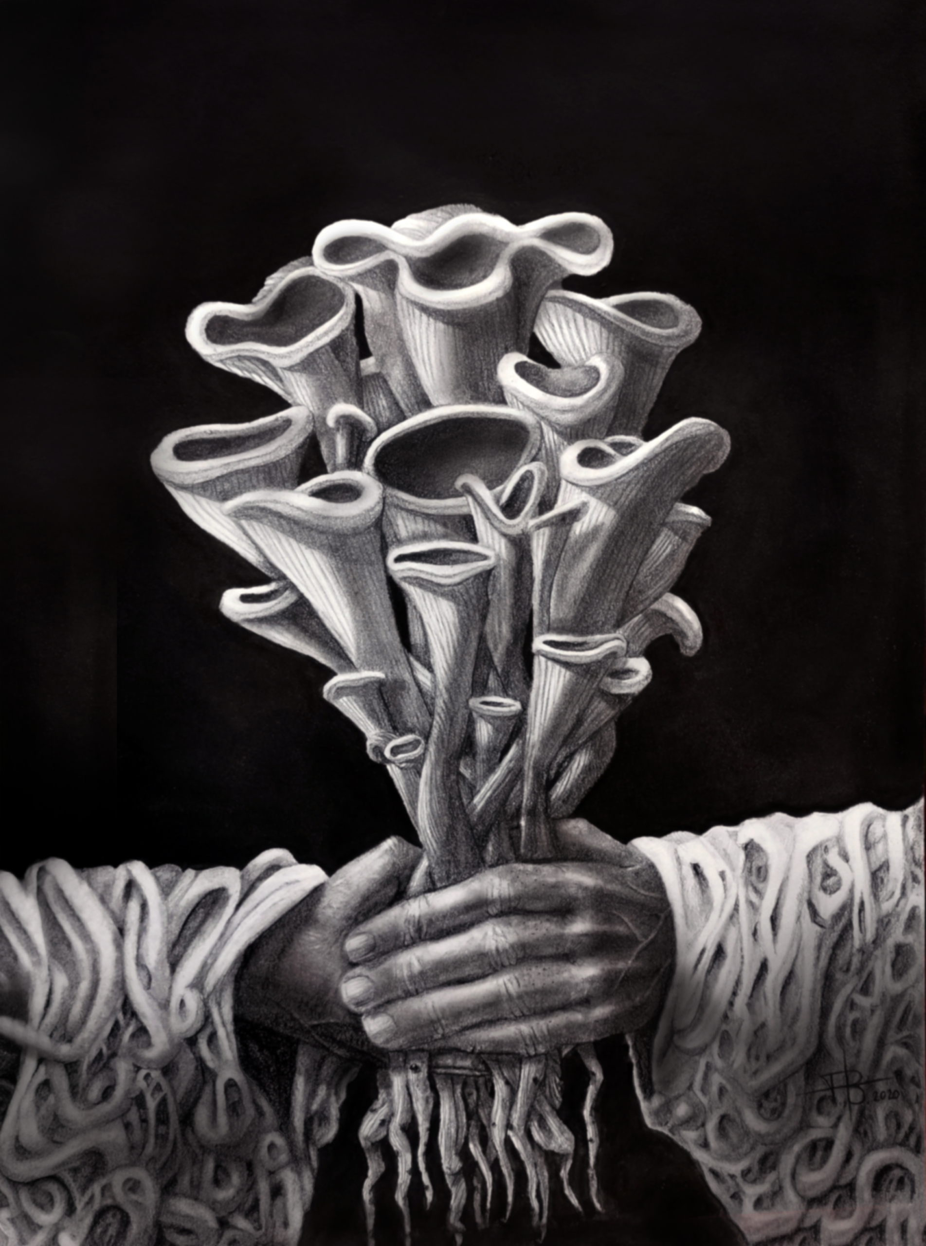 Graphite drawing of hands holding a bouquet of trumpet-like mushrooms against a dark background.